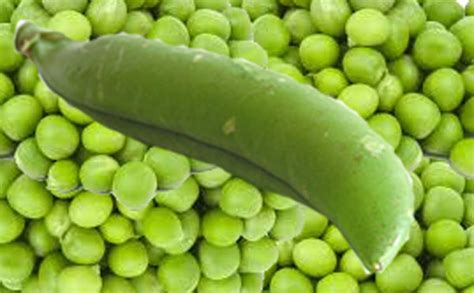 Nutrition And Health Benefits Of Green Peas Consumption Veggies Info