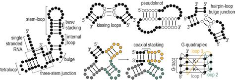 Rna Tertiary Structure