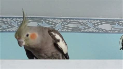 Гуляка - YouTube