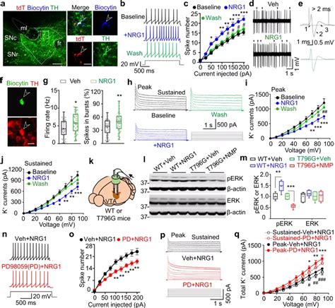 Nature子刊：通过奖赏系统调控抑郁样行为 知乎