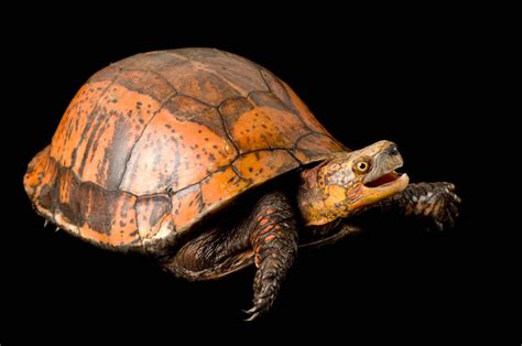 Indochinese Box Turtle Cuora Galbinifrons Joel Sartore