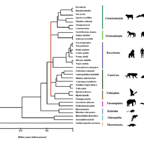 Consensus chronogram of mammalian phylogenetic relationships with time ... 
