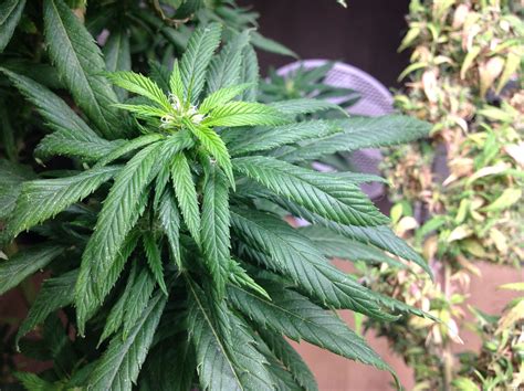 Hindu Kush Sensi Seeds Cannabis Strain Info