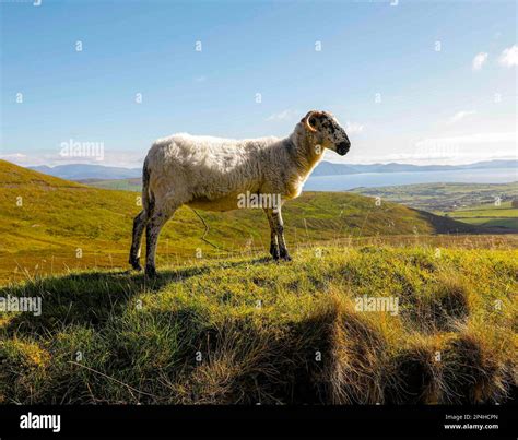 Sheep And Sea Among Green Hills Of Ireland Stock Photo Alamy