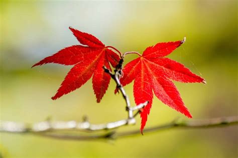 Imagen Gratis Naturaleza Hoja Roja Oto O Planta Flora Rama Ecolog A