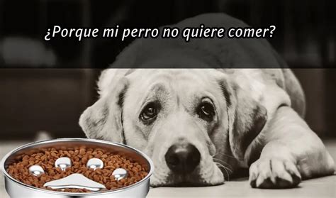 Porque Mi Perro No Quiere Comer Causas Y Tratamientos PerrosDe