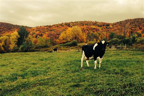 cow-field-autumn - Watershed Agricultural Council