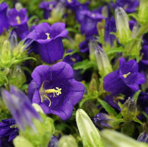 Blue Canterbury Bells Seeds Heirloom Flower Seeds Blue Flowers Non Gmo