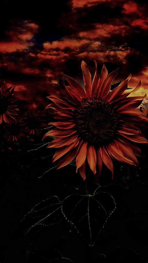 Sunflower - 1080x1920 - Download HD Wallpaper - WallpaperTip