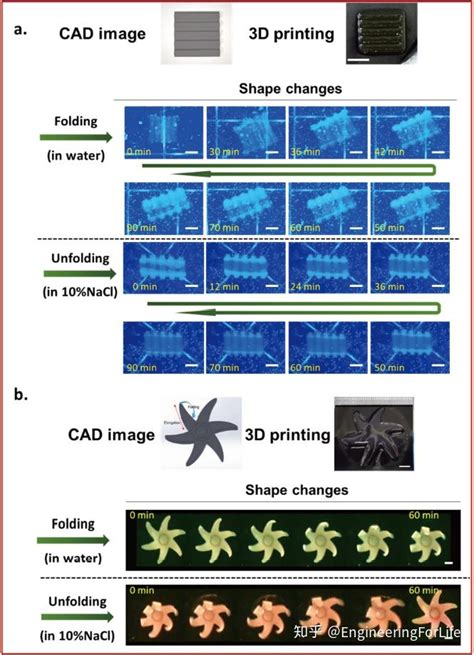 4D生物打印投影式光固化打印丝素水凝胶 知乎