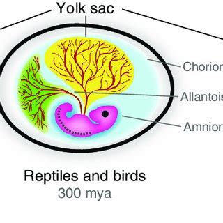 Origin And Function Of The Yolk Sac In Primate 59 OFF