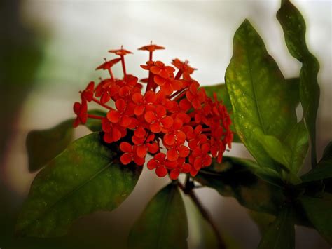 Fotos gratis naturaleza flor hoja pétalo florecer floral verde