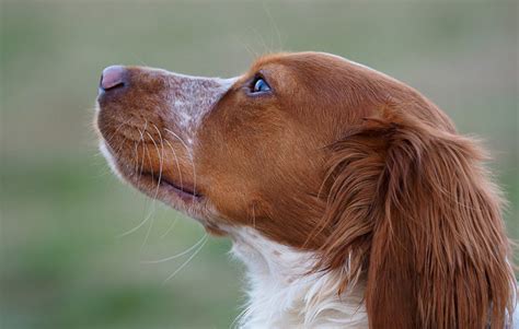 Brittany Spaniel Dog Breeds Facts Advice And Pictures Mypetzilla Uk