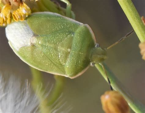 Chlorochroa Lineata INaturalist