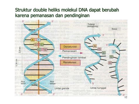 PPT Materi A Struktur Dan Fungsi Nukleus B Biosintesis Nukleus C