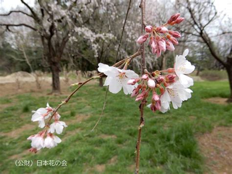 斑入り枝垂桜 桜図鑑｜公益財団法人日本花の会