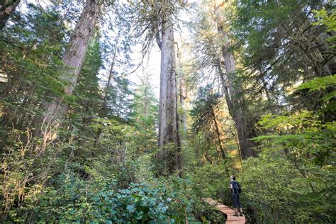 Canadas Largest Spruce Tree The San Juan Spruce Ancient Forest Alliance