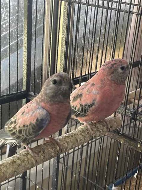 Normal And Rosa Bourkes Adult Parrots Birds Gumtree Australia