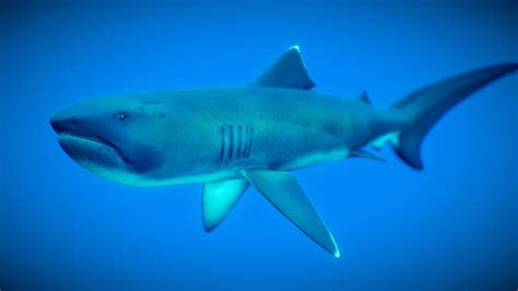 megan  megamouth shark megachasma pelagios  model
