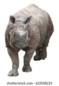 Indian Rhinoceros Greater Onehorned Rhinoceros On Stock Photo Edit Now