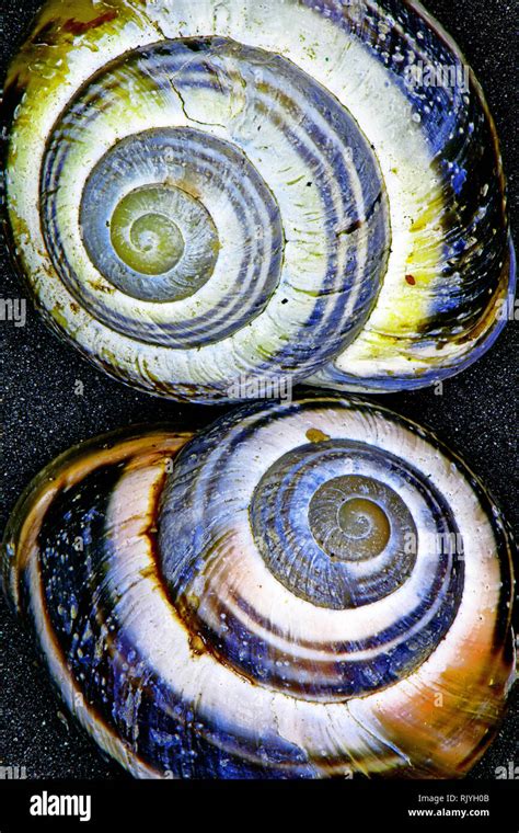 Gastropod Mollusk Periwinkle Hi Res Stock Photography And Images Alamy