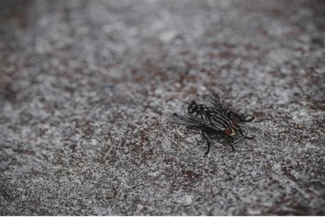 Cómo Hacer Insecticidas Naturales Guía Paso Por Paso Cleanipedia