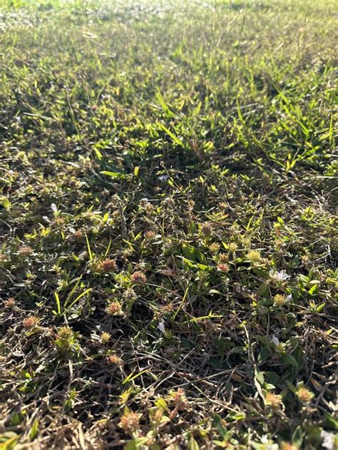 Where Do I Start Swfl Bermuda Grass Full Of Weeds Rlawncare