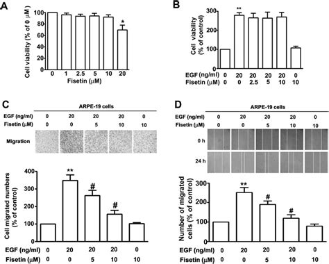 Effects Of Fisetin On Egf In Terms Of Cell Viability And Migration Of