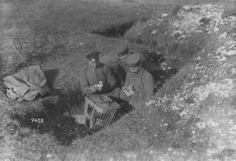 Unsung heroes of World War I: the carrier pigeons – Pieces of History