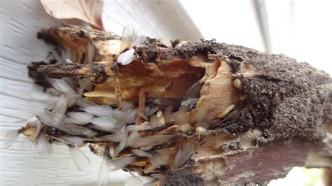 Termite Swarmer Identification - GreenHow Pest and Termite Control Boston