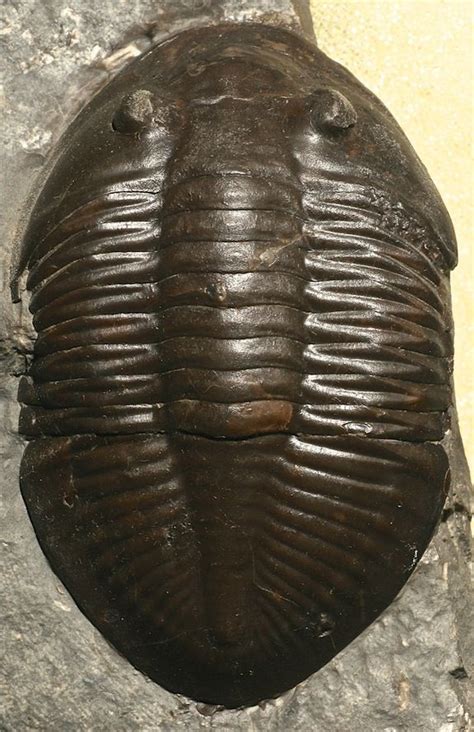 Trilobite Collection Discover Ancient Arthropods Amnh Trilobite