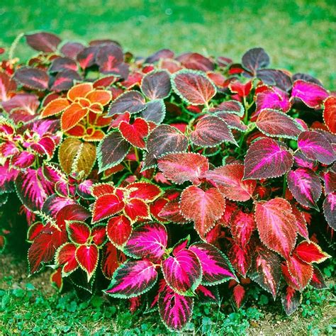 Qauzuy Garden 250 Seeds Mix Coleus Seeds Rainbow Coleus Flower Seeds Attractive