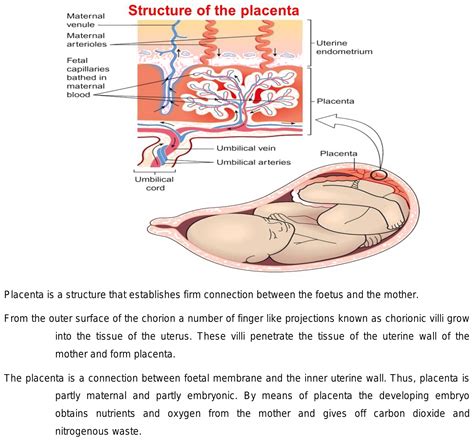 What Is The Structure Of Placenta