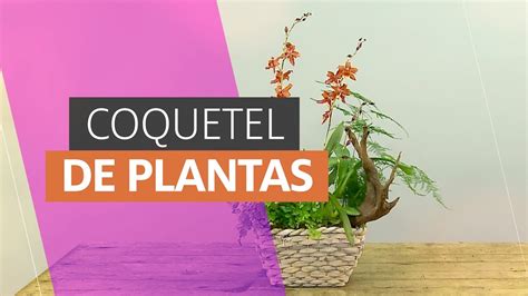 Arranjo Orqu Deas Em Cesta Floriculturalucrativa Orquideas