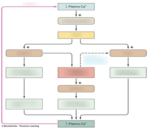 calcium homeostasis Diagram | Quizlet