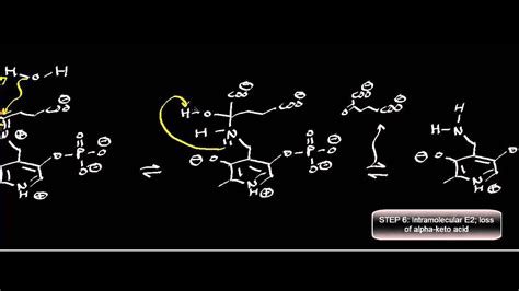 Transamination Mechanism