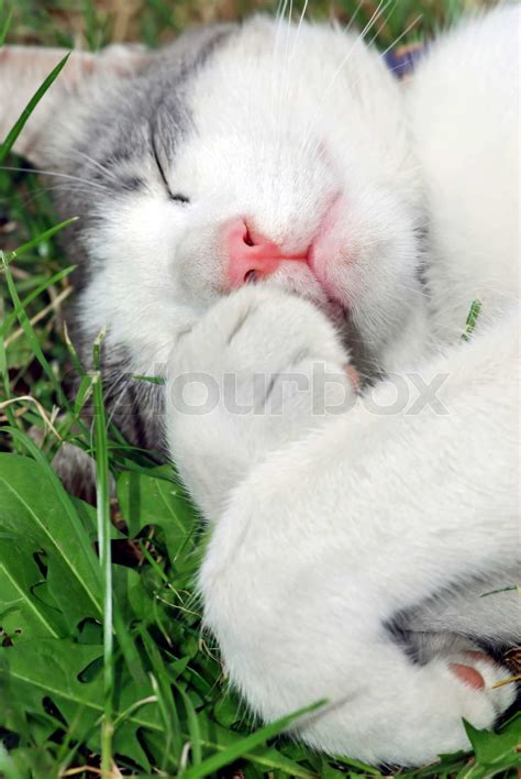 weiße Katze mit rosa Nase schläft im Gras Porträt Stock Bild Colourbox