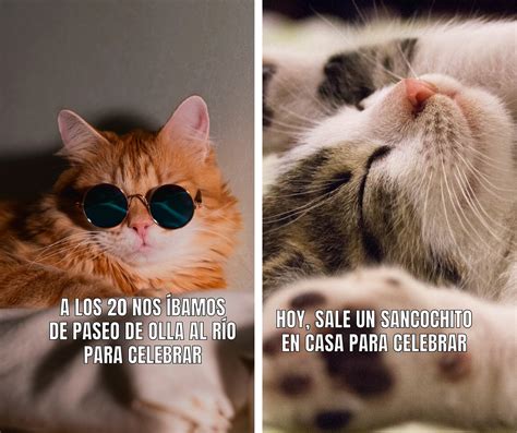 Gato Enojado Meme