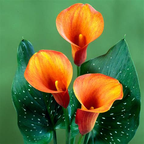 Товари | NetGreen