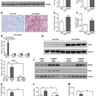 Upregulation Of Nr F In The Livers Of Mouse Models Of Nafld A