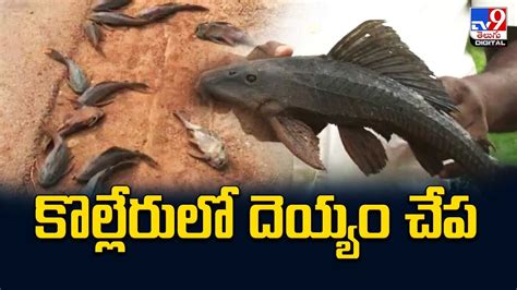 Devil Fish అయయబబయ ఇదట ఇల ఉద కలలరల దయయ చప