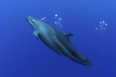 False Killer Whale Facts