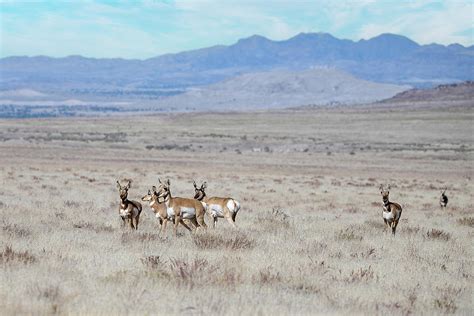 Pronghorn On The West Desert Photograph By Fon Denton Fine Art America