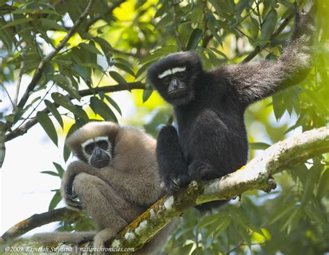 Interesting Facts About Indias Only Apes Hoolock Gibbons Indias