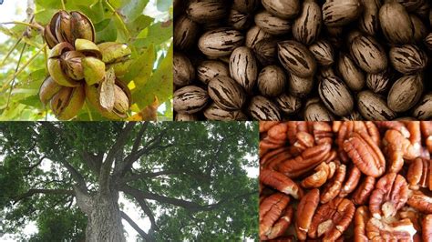 USA SELLER Southern Pecan Tree 8 seeds