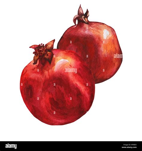 Illustration Of Ripe Pomegranate Fruit Hand Drawn Watercolor Painting