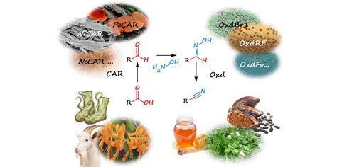 Enzyme Statt Zyanid Forschende Entwickeln Biokatalytisches Verfahren