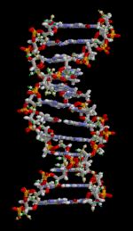 Do DNA à proteína Mind Map