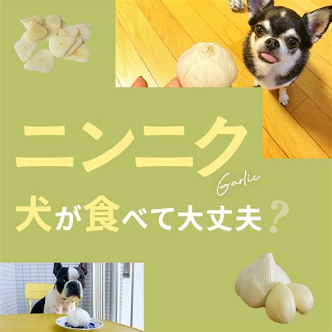 犬はニンニクを食べても大丈夫？｜犬にニンニクは与えていい？食べてはいけない？