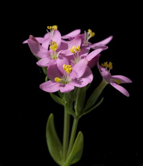 Fiori Di Bach Centaury Benessere Alimentazione Sana Prodotti Bio E